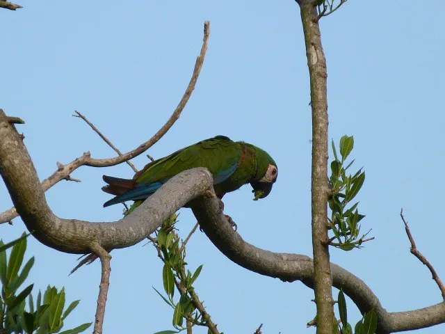 Parrot (20).JPG