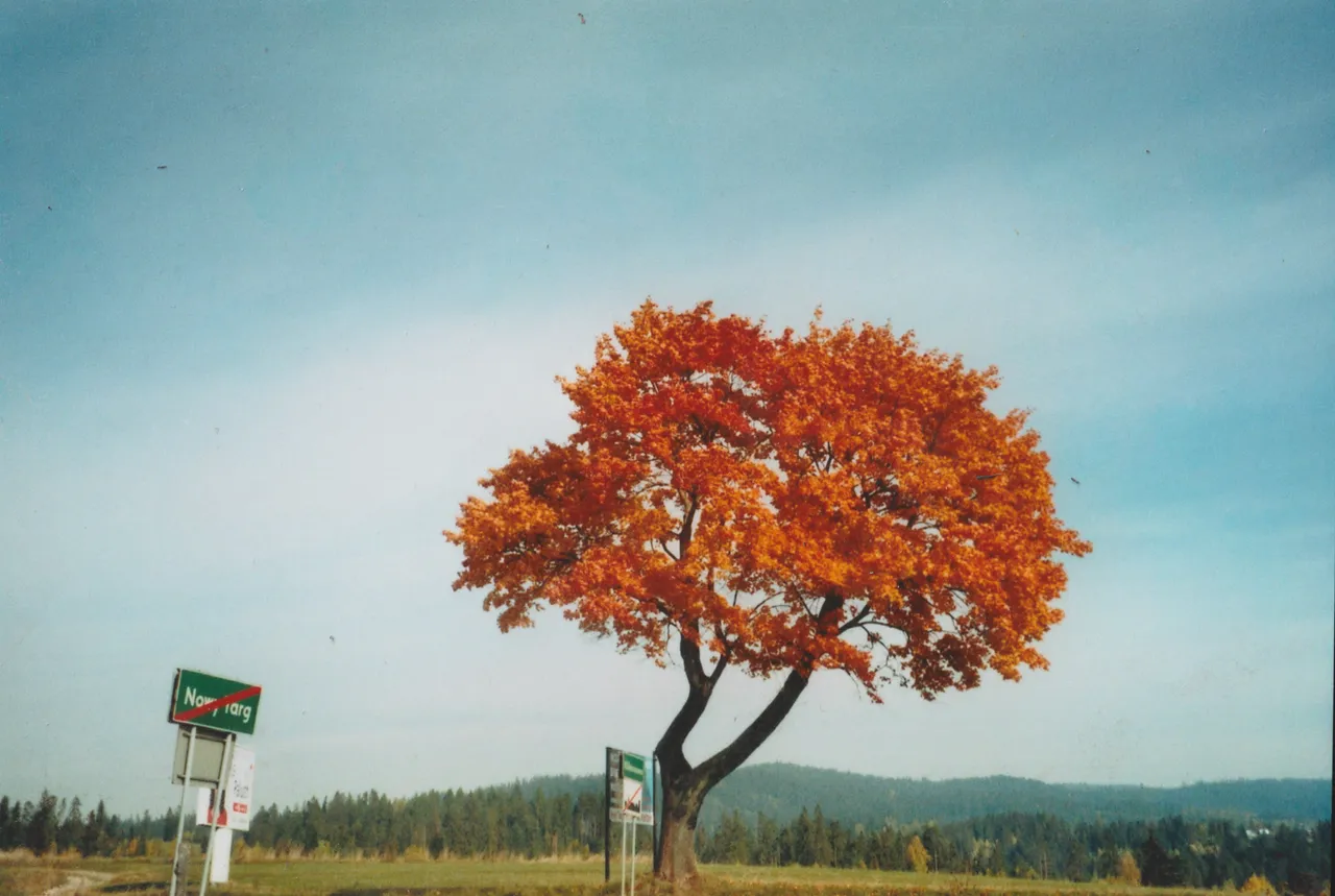 Autumn Tree.jpg