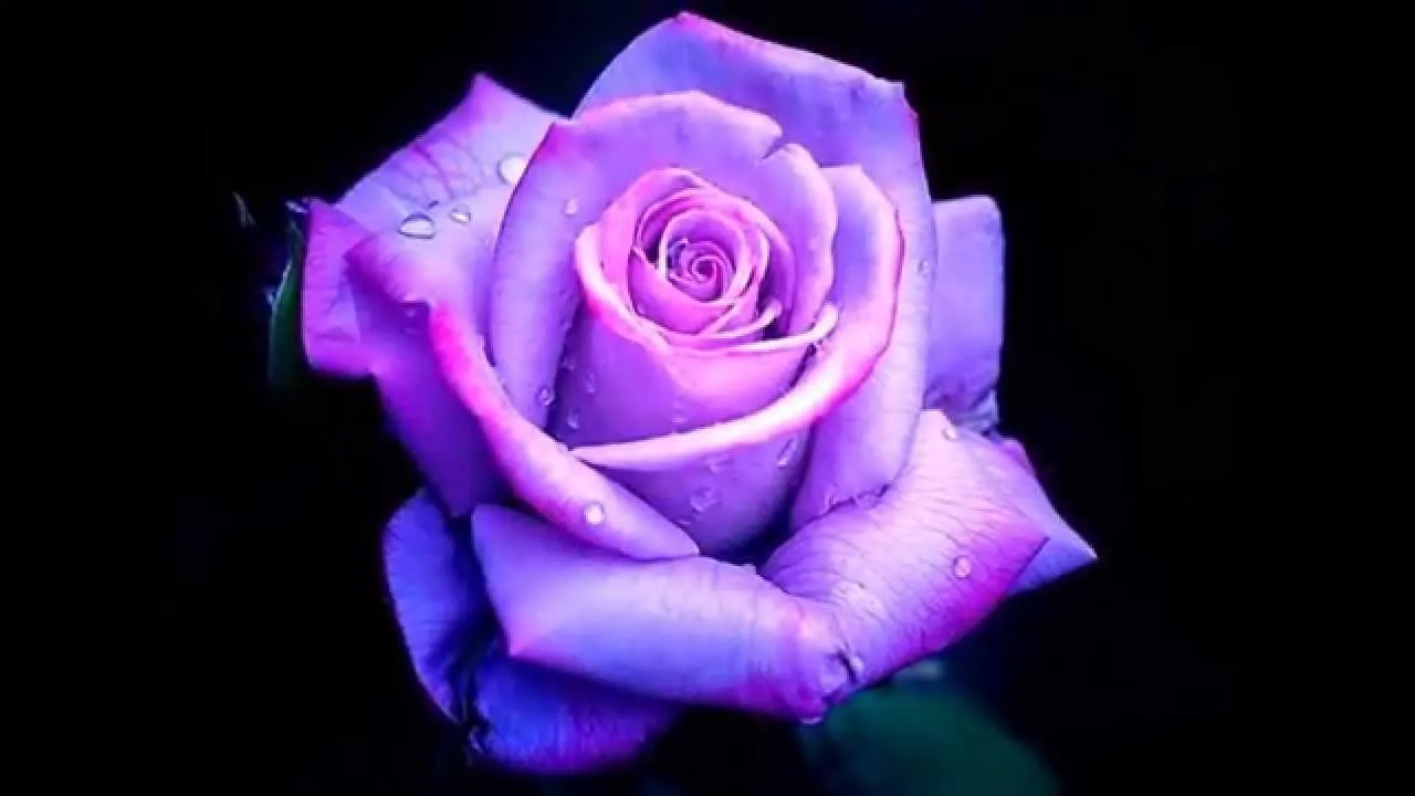 Purple-Rose-1.jpg