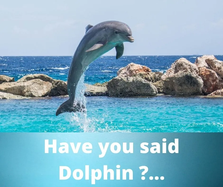 Have you said Dolphin _....jpg