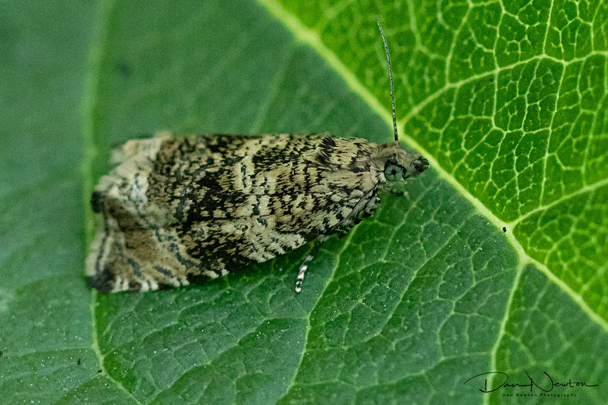 49.166 Celypha lacunana0062PP.jpg