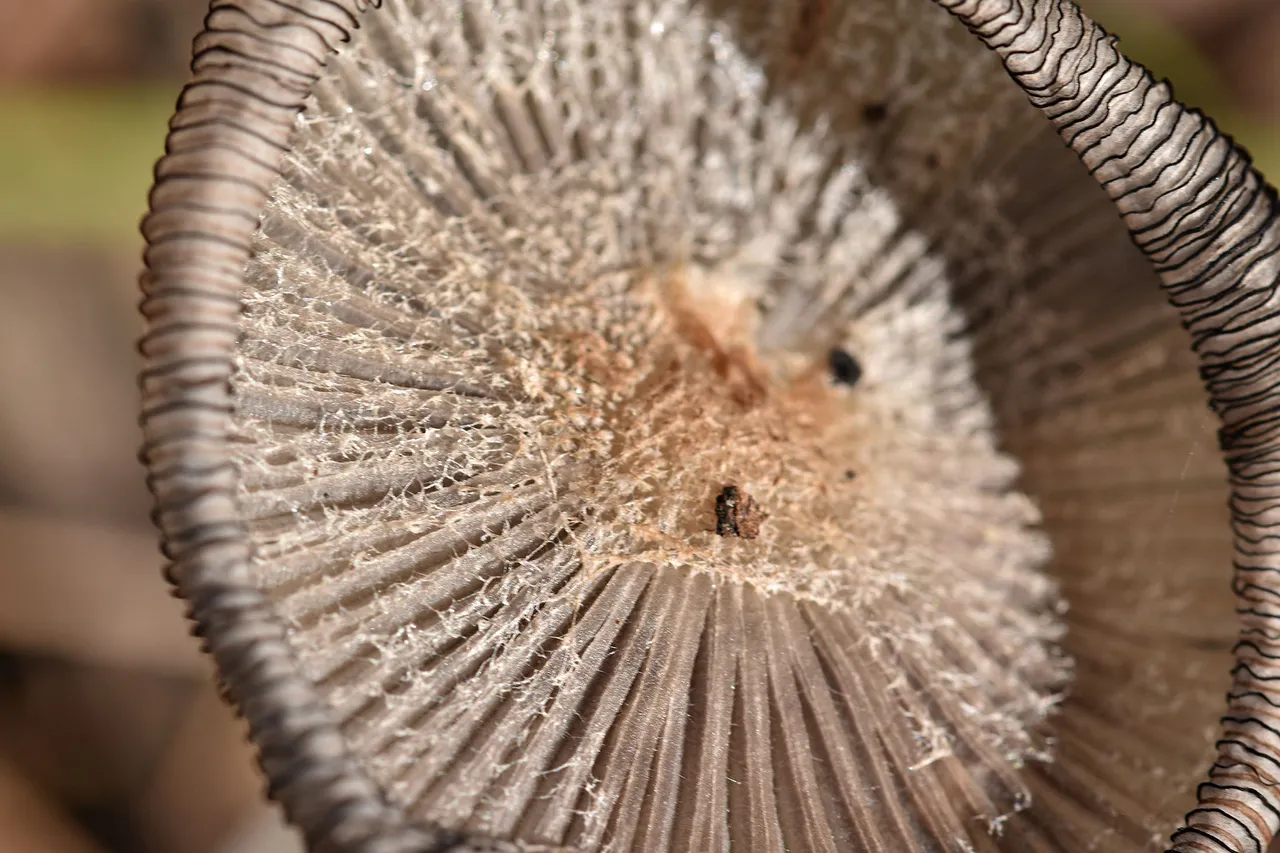 Coprinus lagopus ink mushrooms 4.jpg