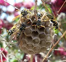 220pxPolistes_dominulusNest6.jpg