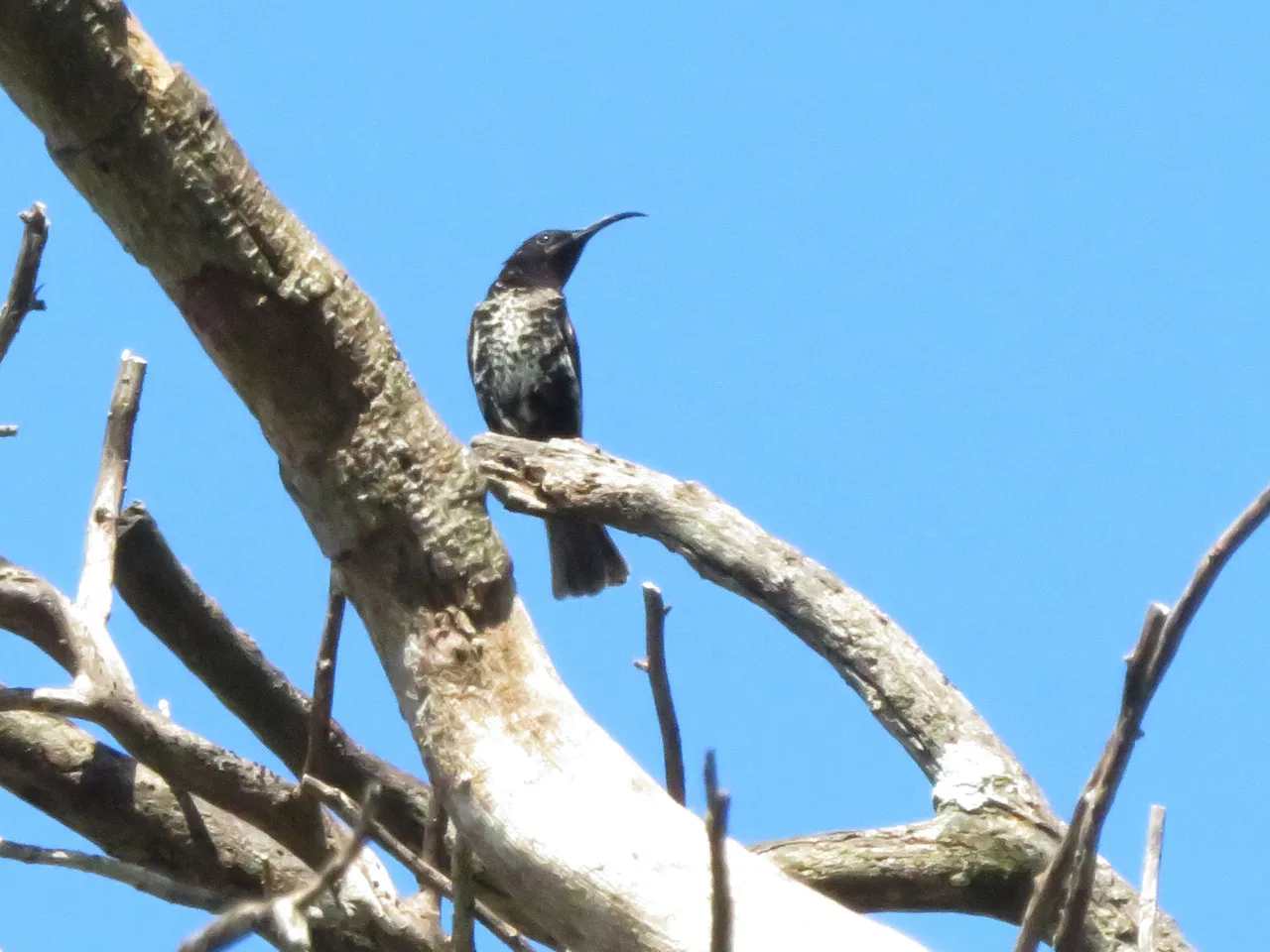 7114Female Amethyst Sunbird.JPG