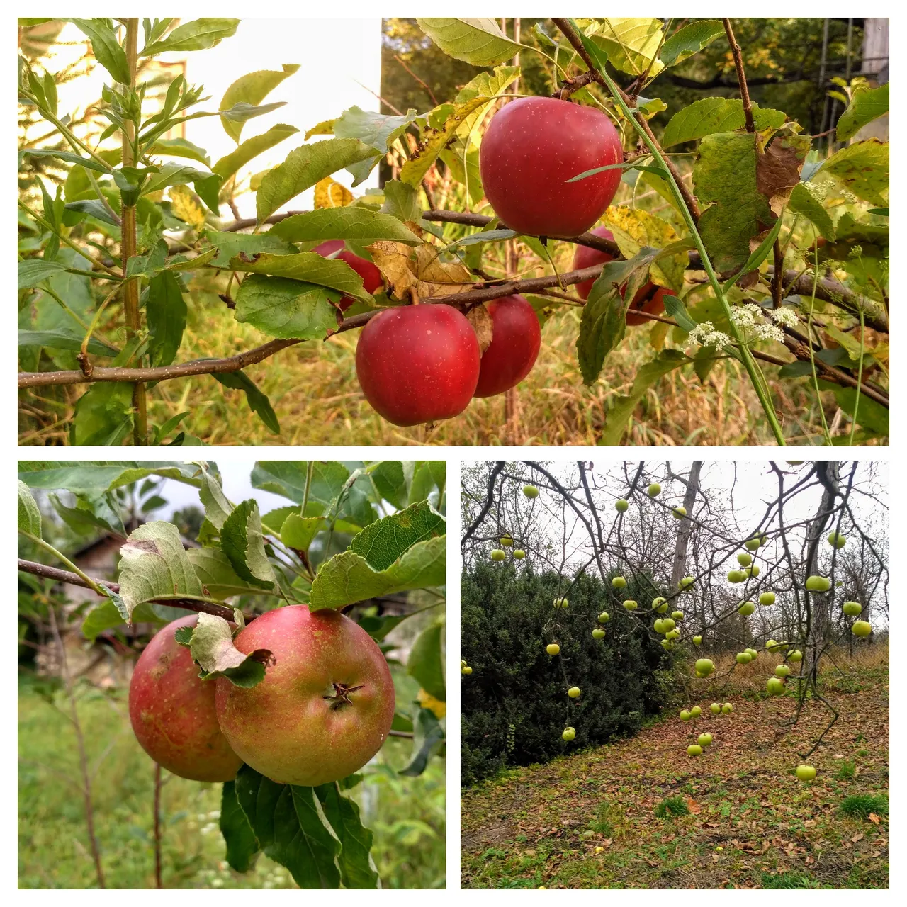IMG_20190917_182725COLLAGE.jpg