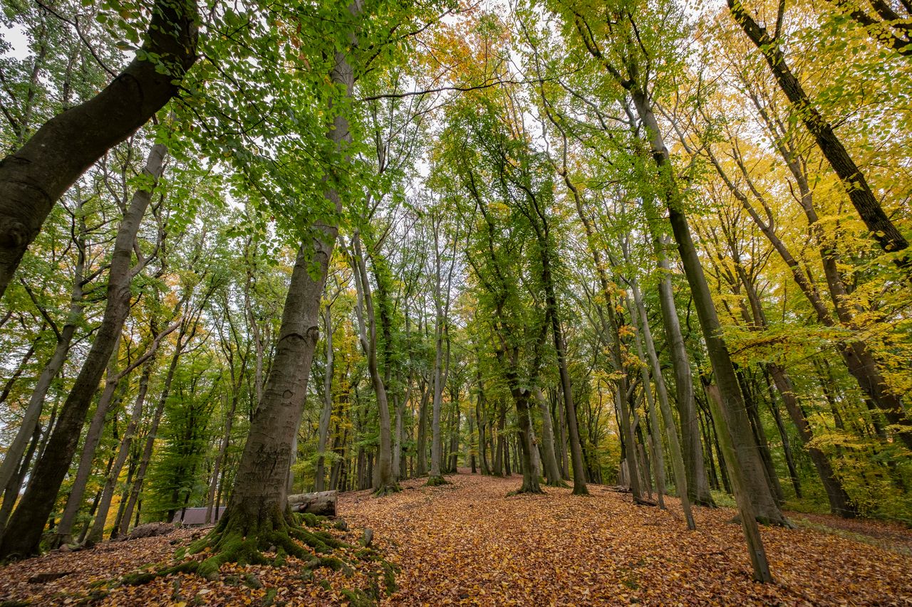 XT200259_Wald_Herbst_Hohenstein.jpg