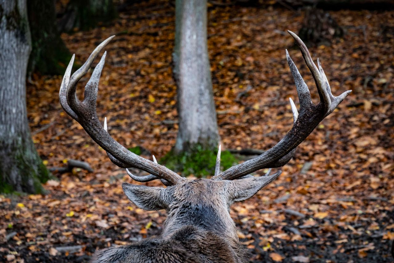 XT200330_Wald_Hirsch_Hohenstein.jpg