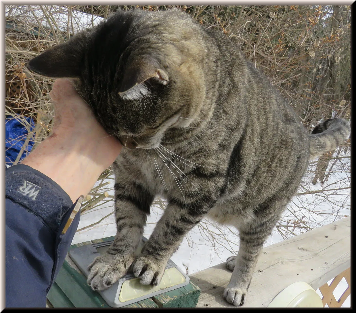 JJ getting pets on fence post.JPG