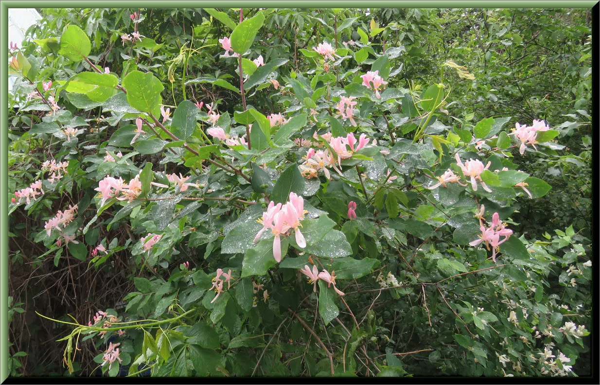 pink honeysuckle bush in bloom.JPG