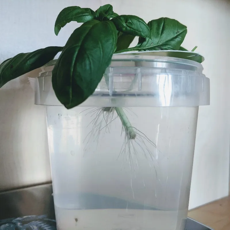 New branches of Basil taking off with new roots ... Like Hive?