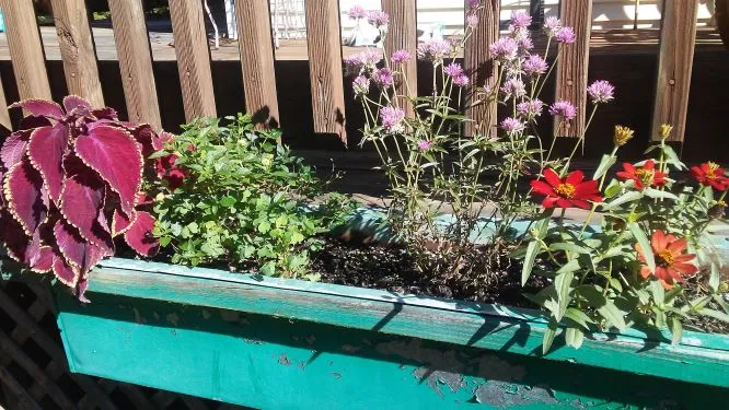 flowers back porch box.jpg