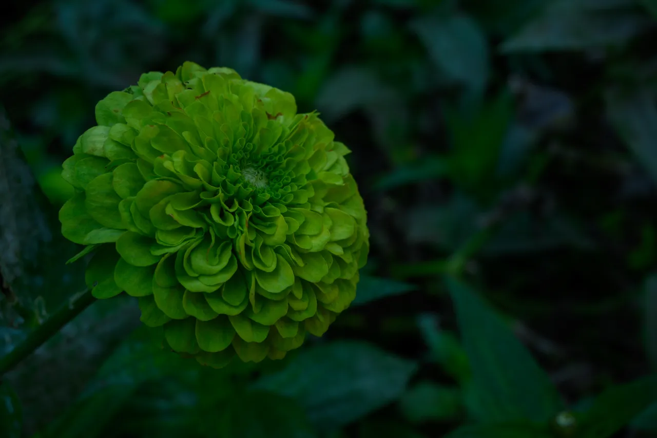 190905_Marigold Source Image.jpg