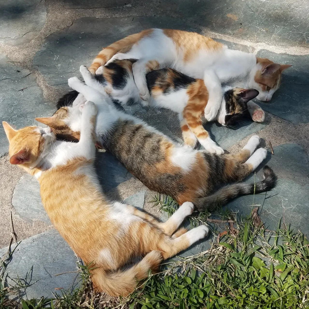 all four kittens