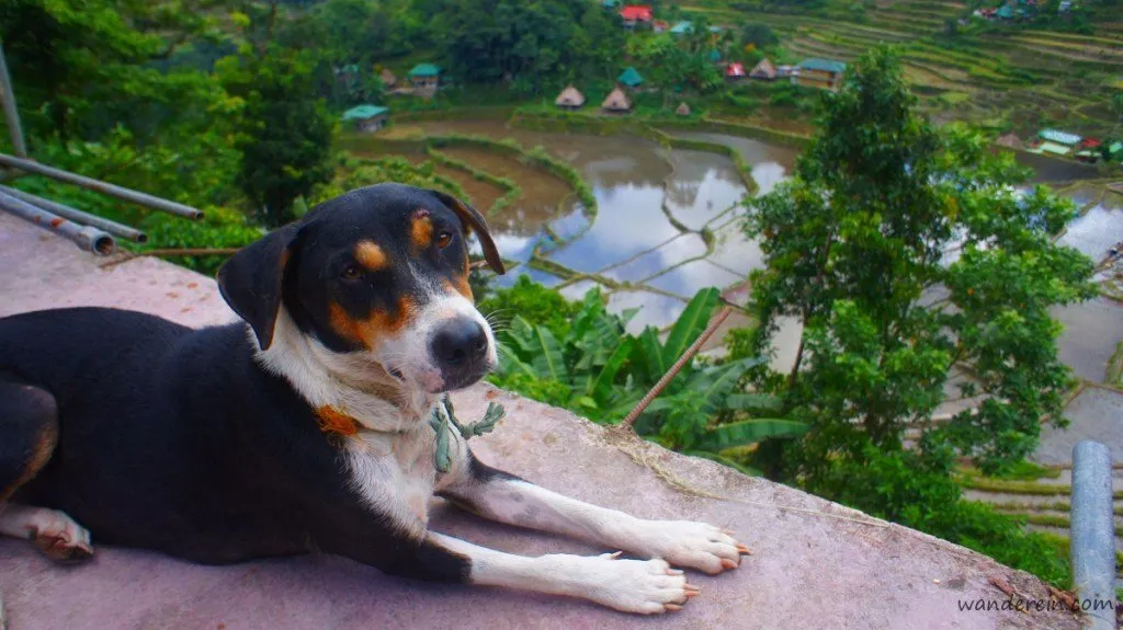 Blackie, Batad’s Newest Guide Dog (following Rambo’s pawsteps)