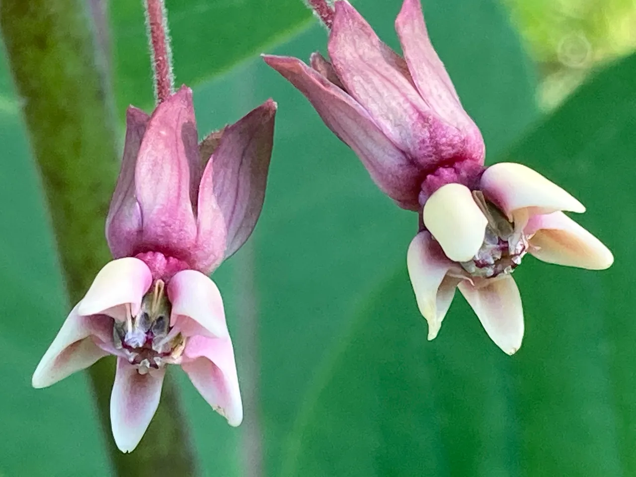 Tiny Milkweed blossoms