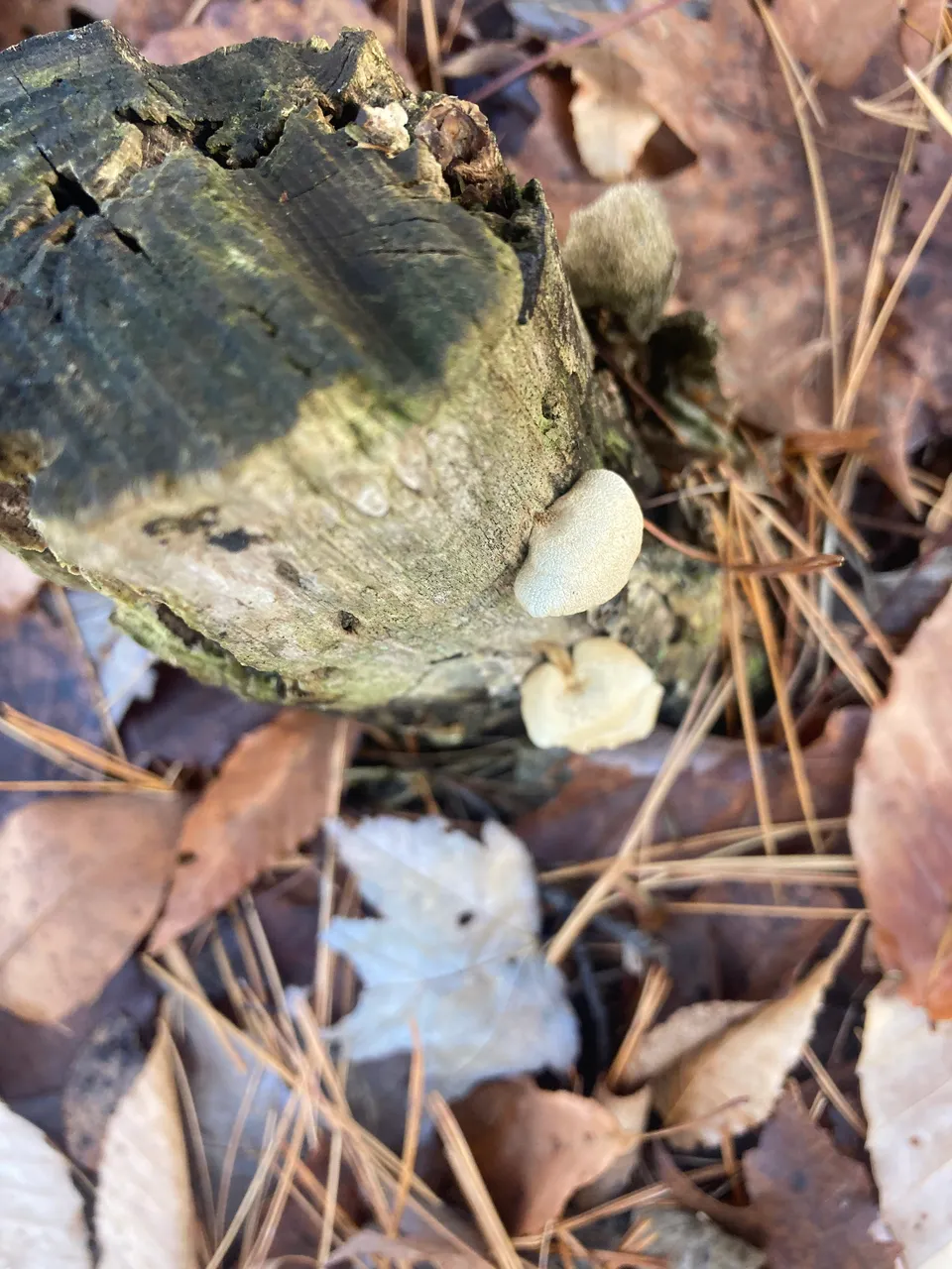 Shelf mushroom on stump
