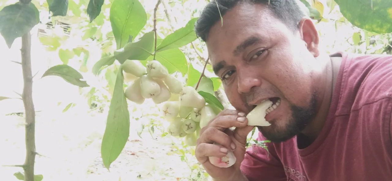 my water guava tree bears fruit,