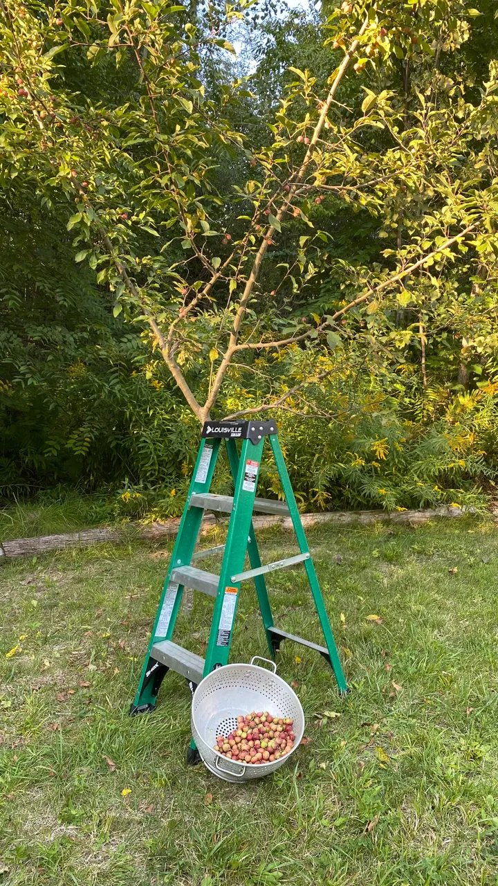 Crabapple Harvest