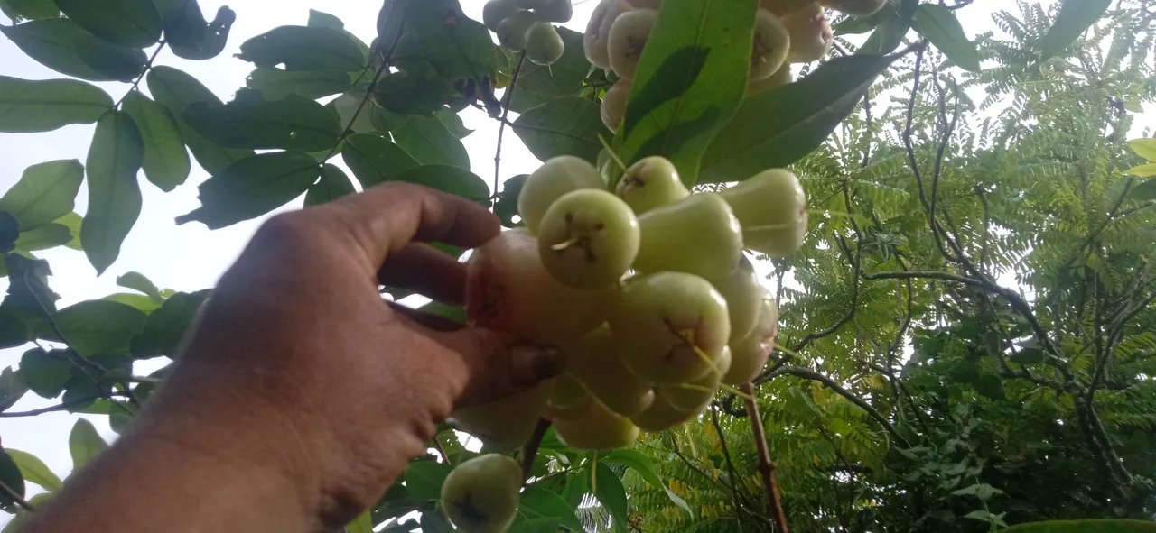 my water guava tree bears fruit,