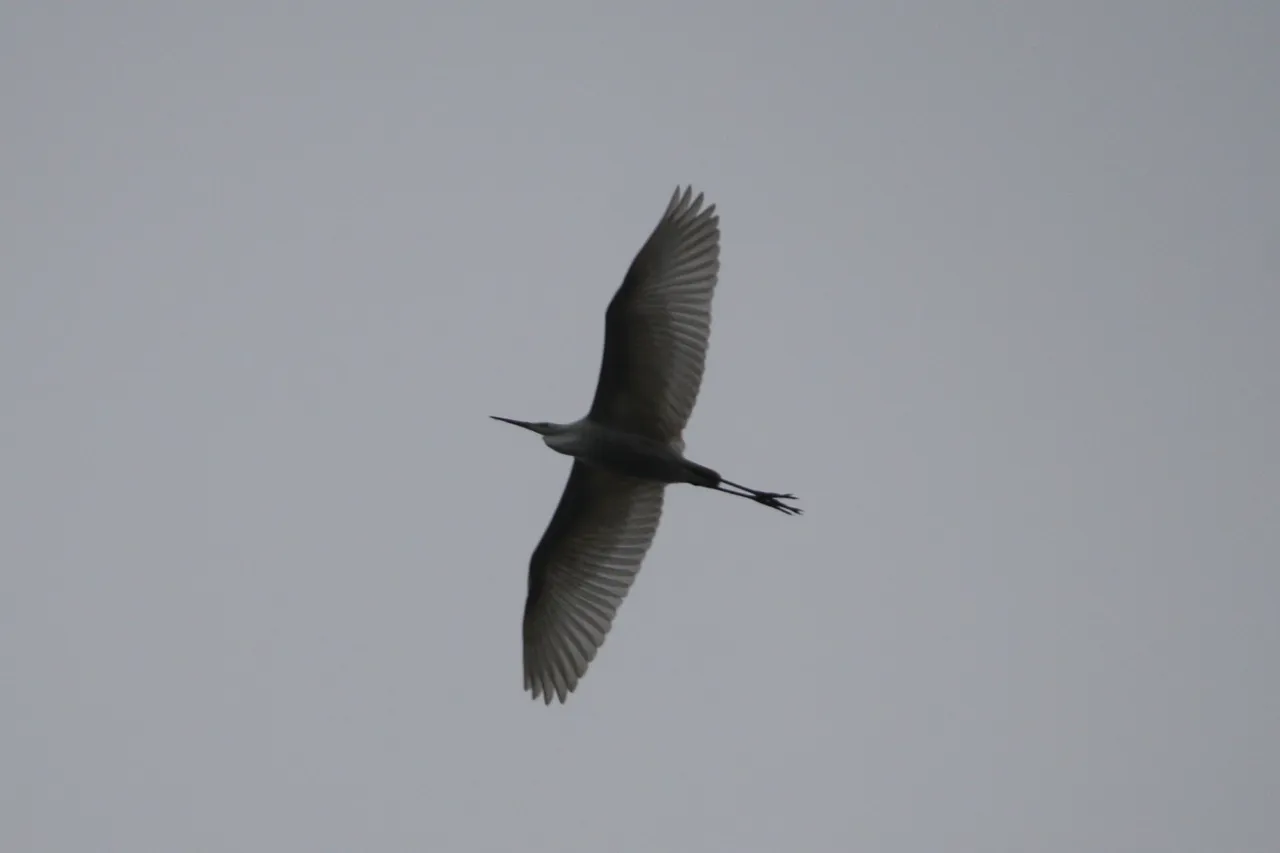 white_heron_01_2_.jpg