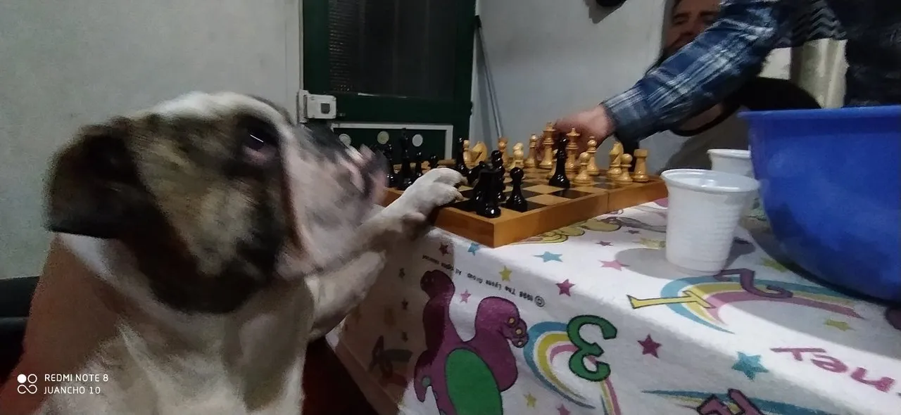apolo_ajedrecista.jpg