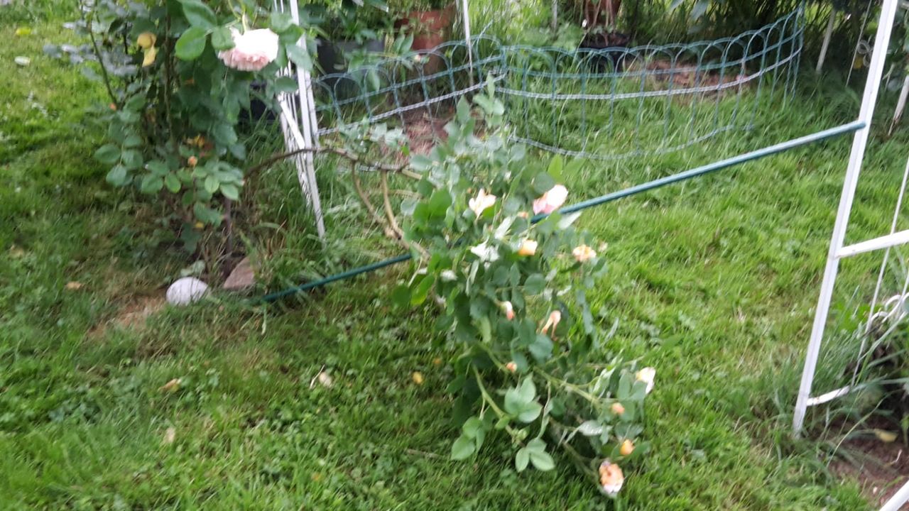 thunderflowers14.jpeg