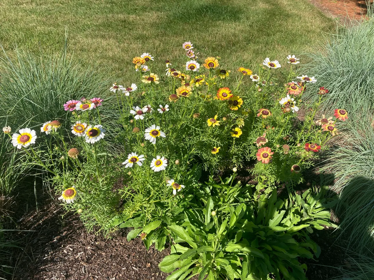 Painted daisy cluster