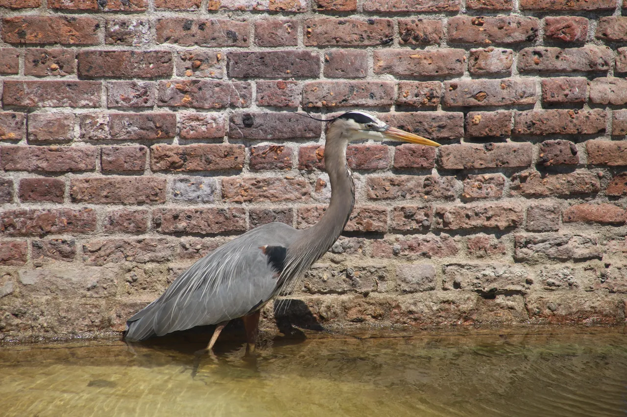 Great Blue Heron