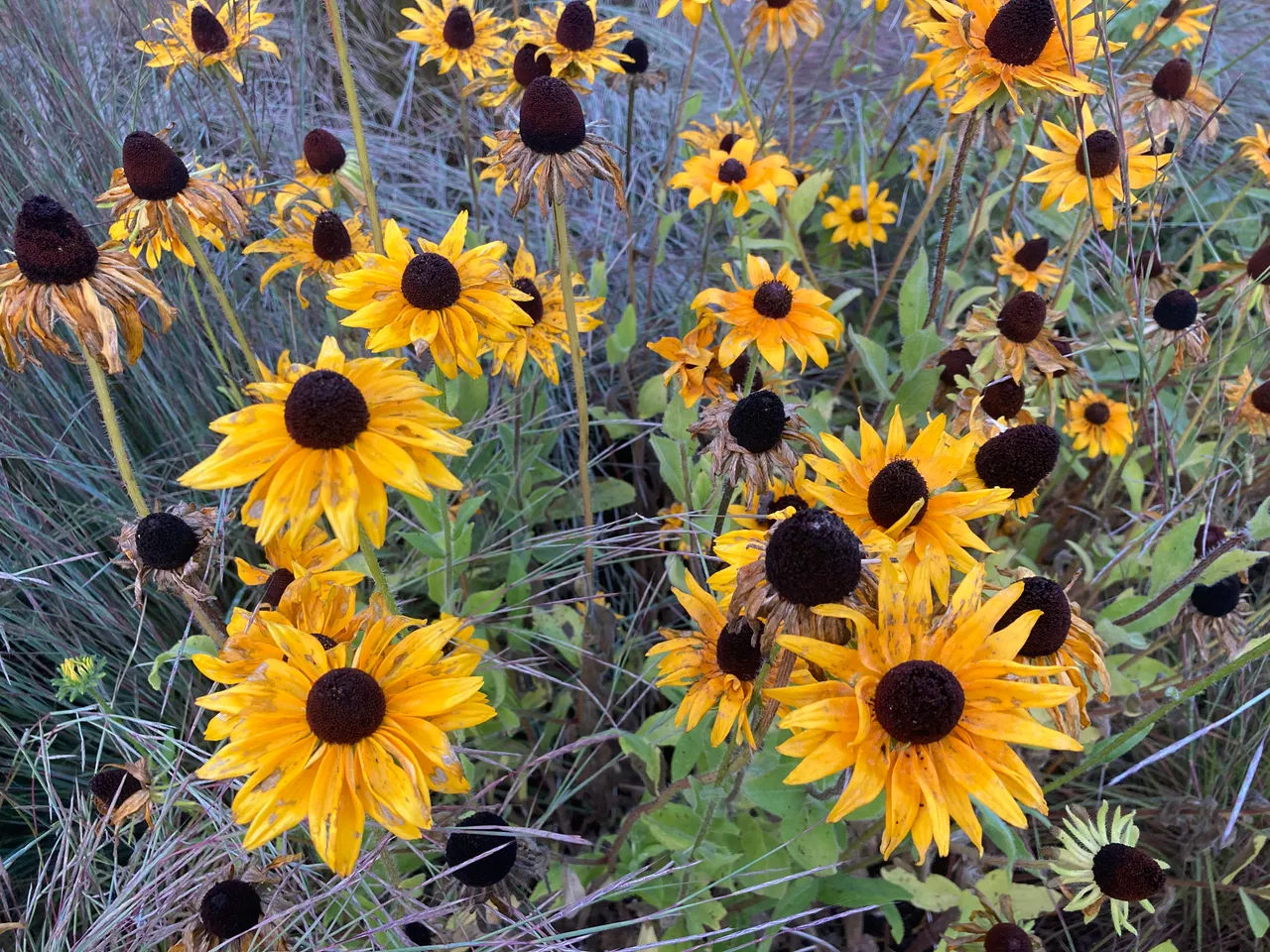 Late season black eyed susans