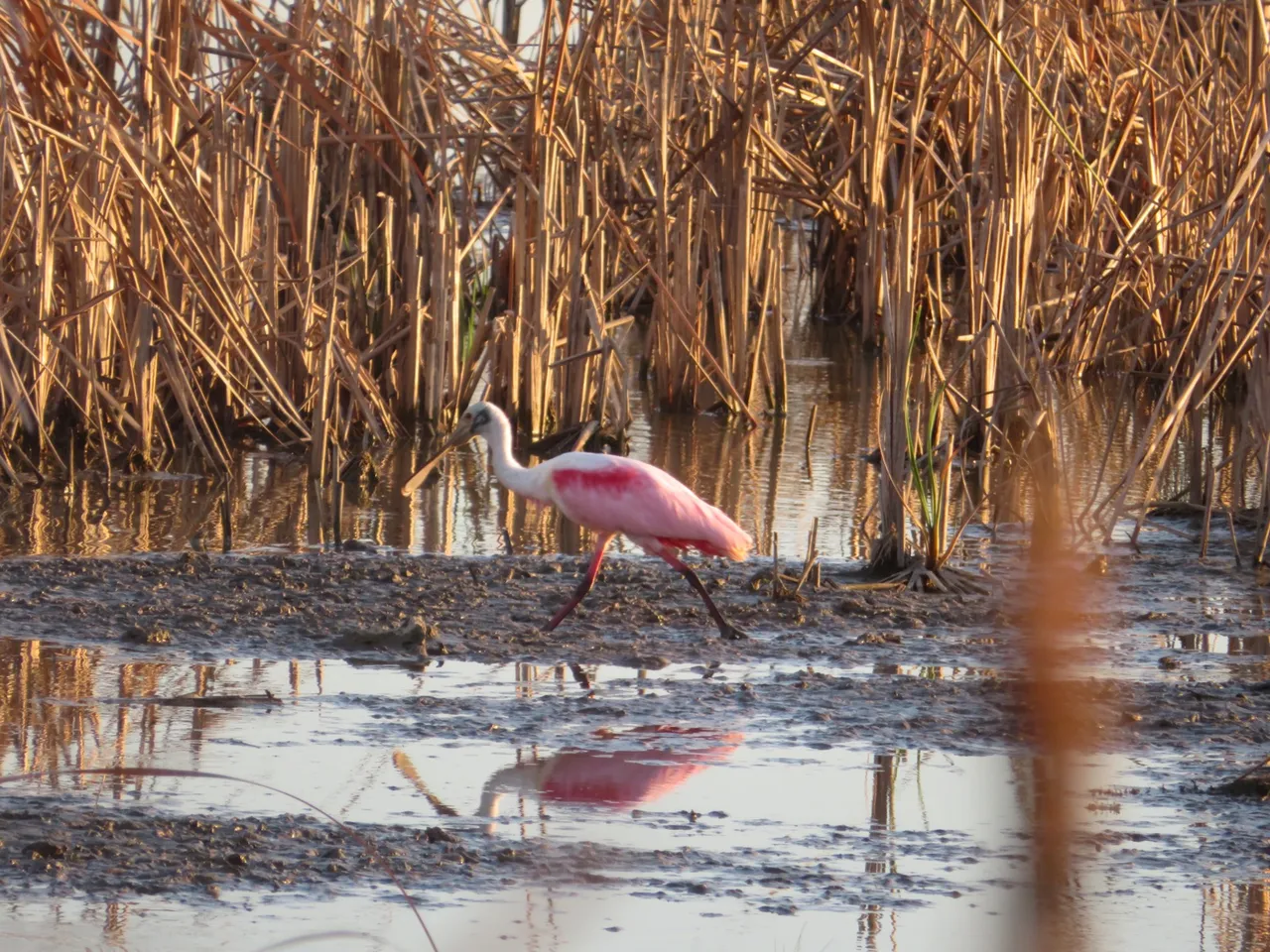 Roseate Spoonbill