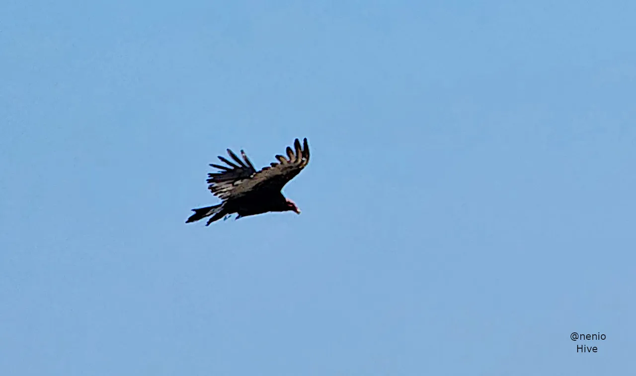flying-vulture-003.jpg