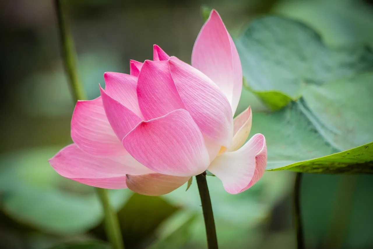 lotus-8369252_1280.jpg