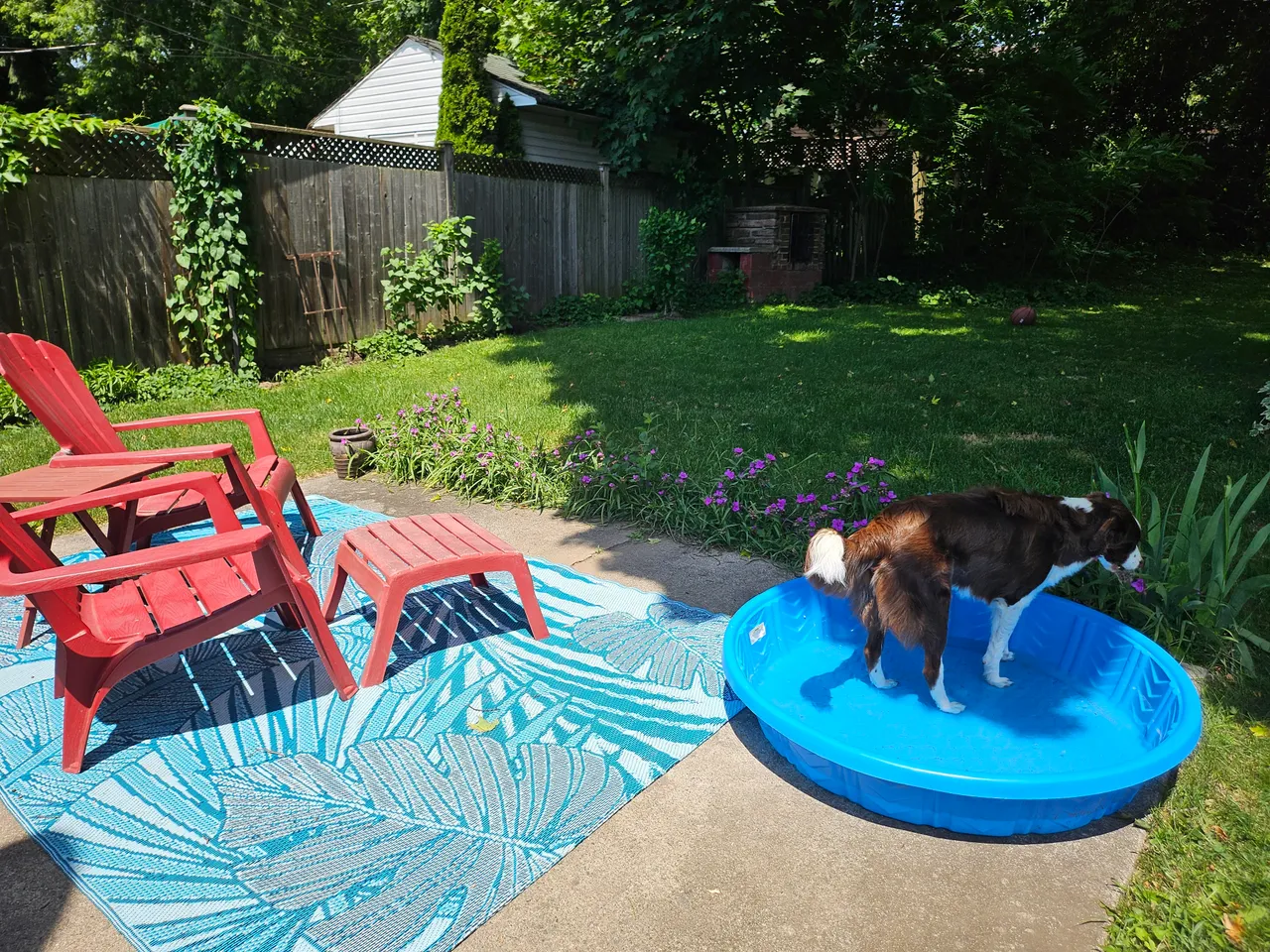 Annie pool 001.jpg