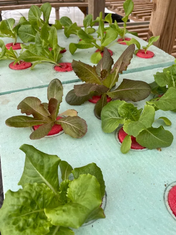 lettuce-hydroponic.jpg