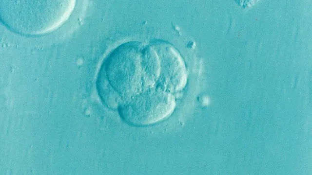 embryo-1514192_640.png