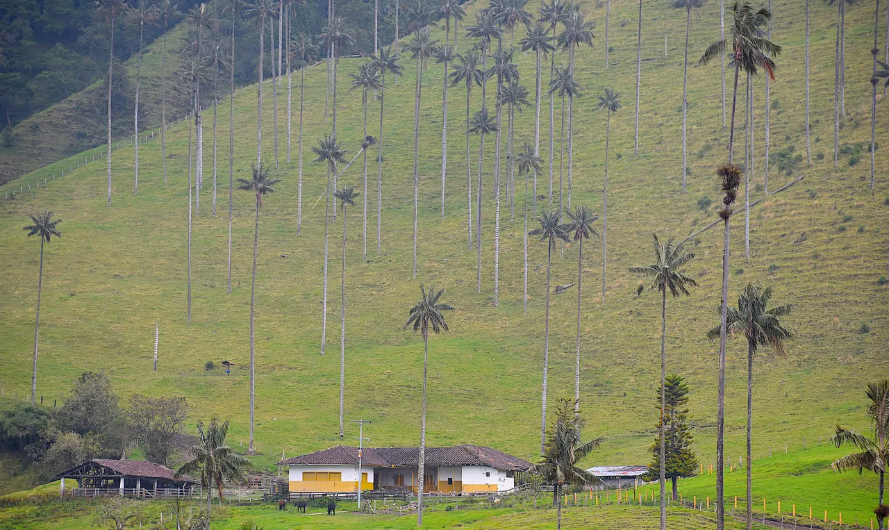 Cocora-01_resultat.jpg