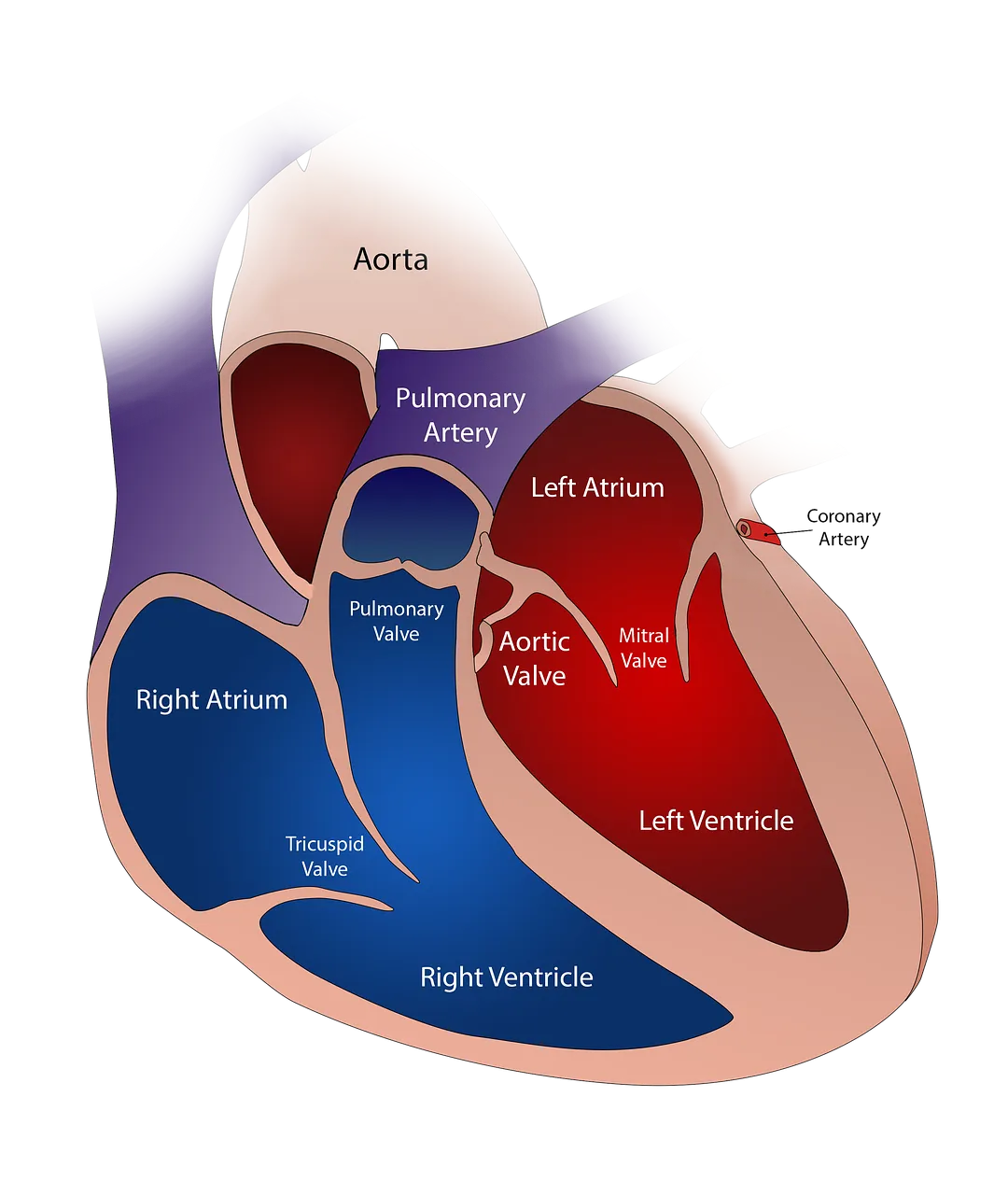 heart-2222964_1280.png