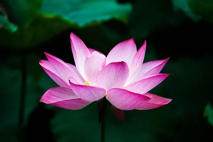 lotus-978659__480.webp