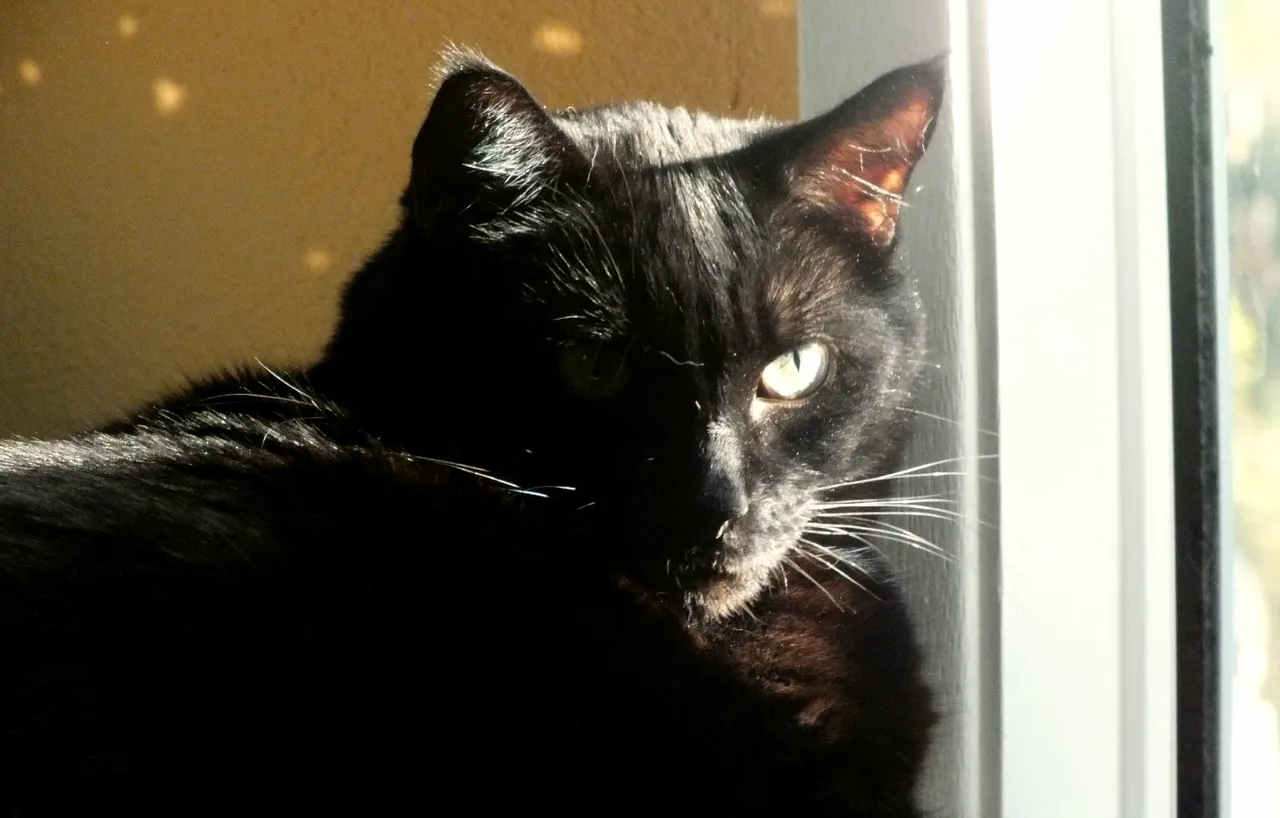 CCL0010InWindow.jpg