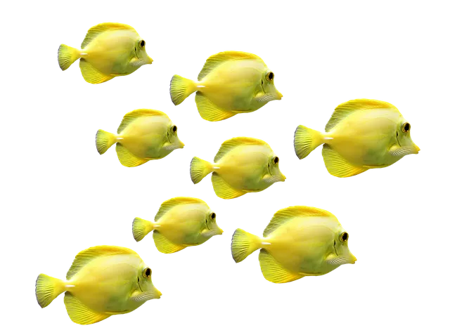 fishes-2817329_640.png