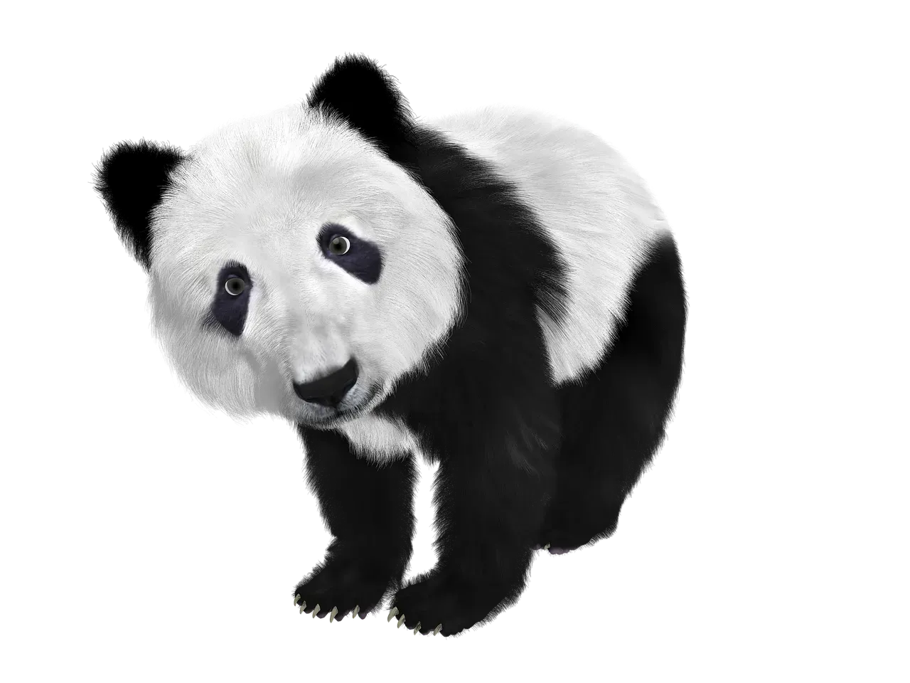 panda-659186_1280.webp
