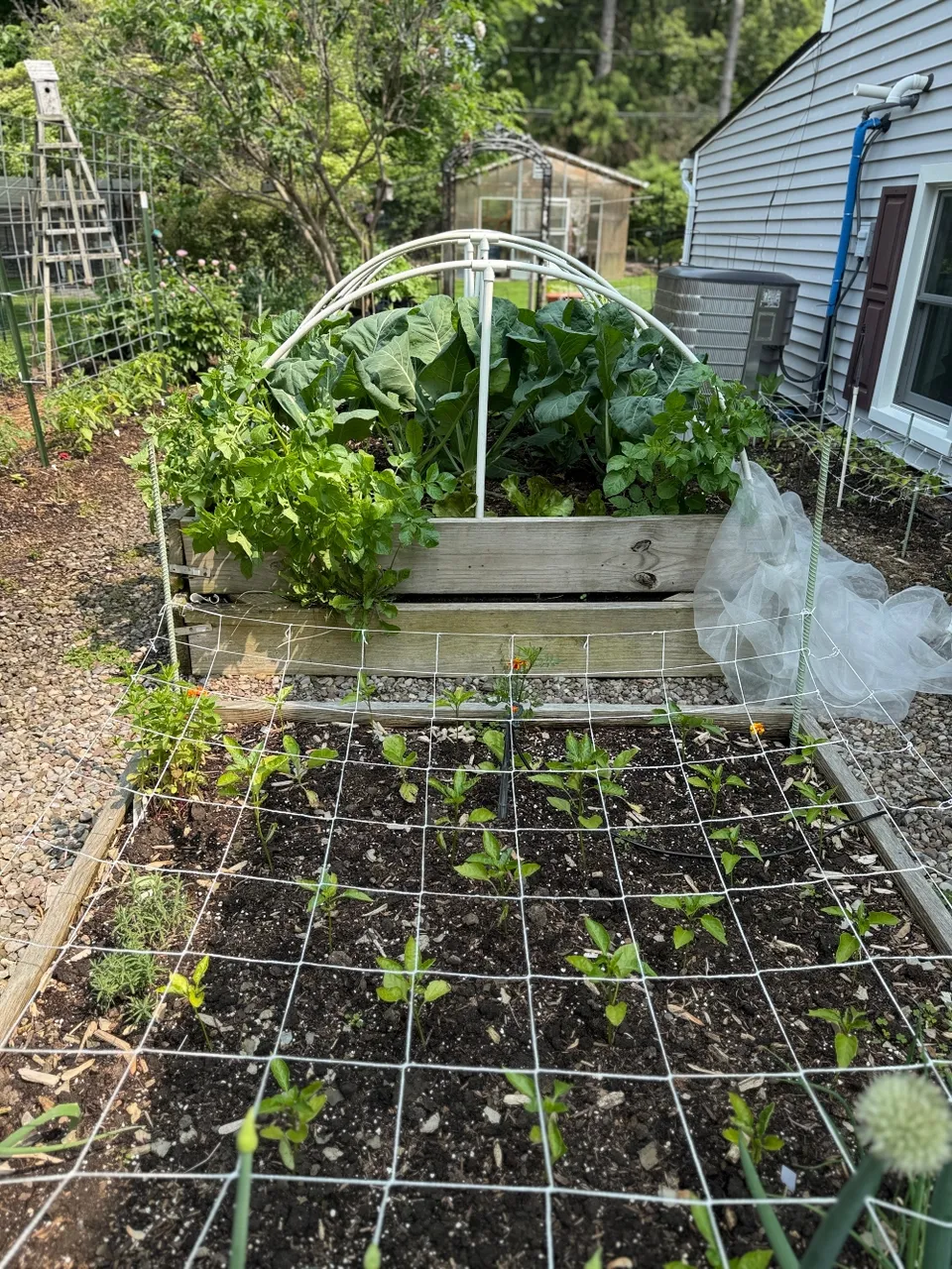 hivegarden-4 (1).jpg