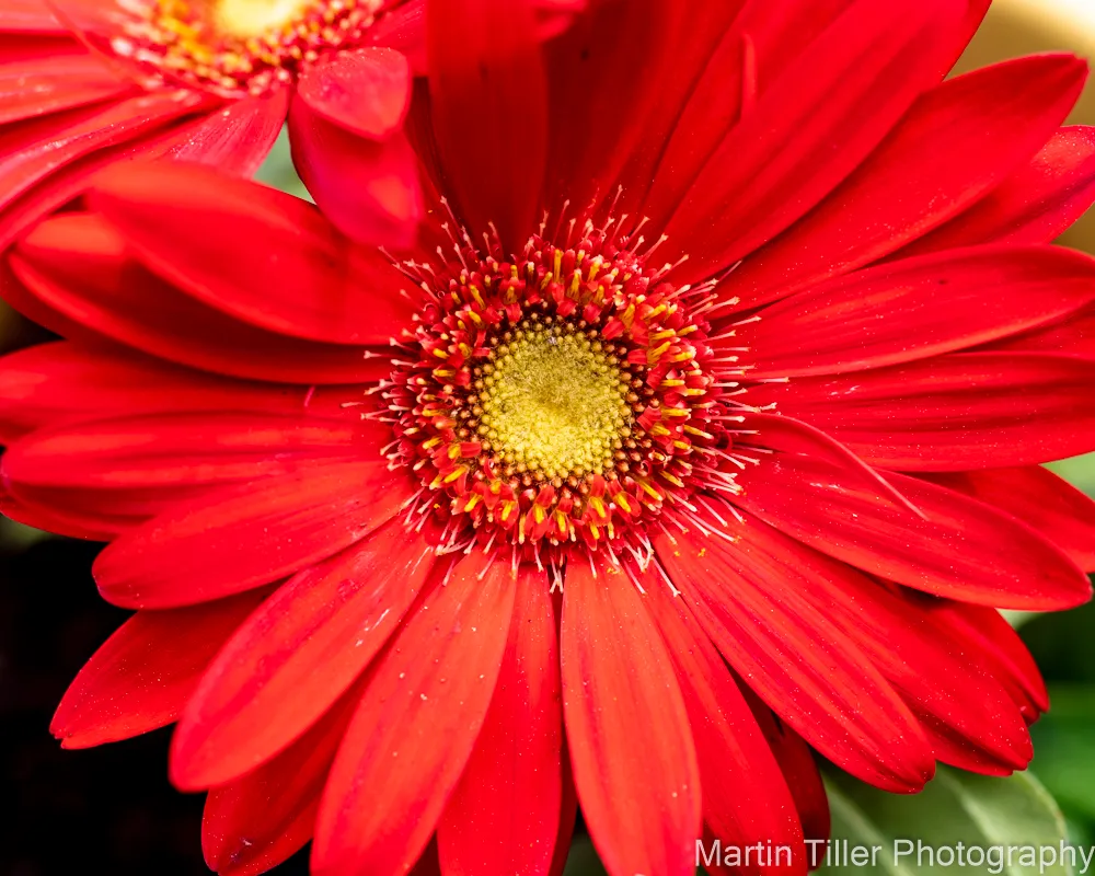 Red Daisy (1 of 1).jpg