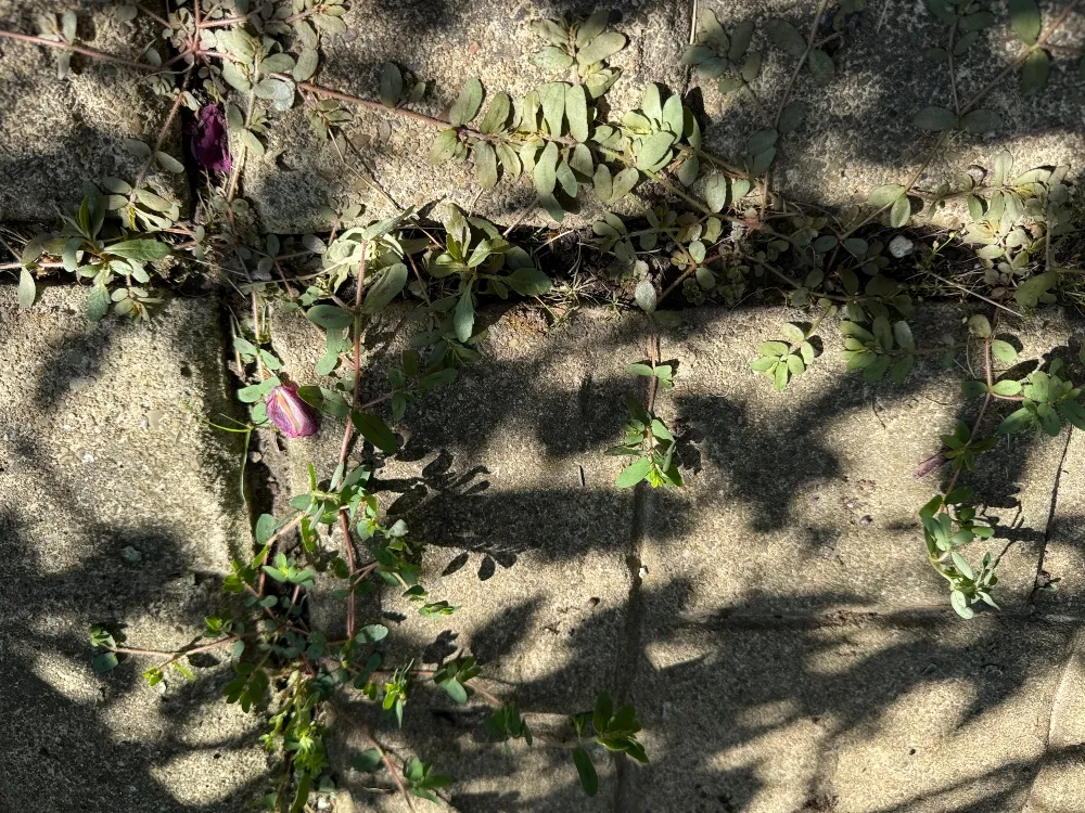 hivegarden-patio-3.jpg