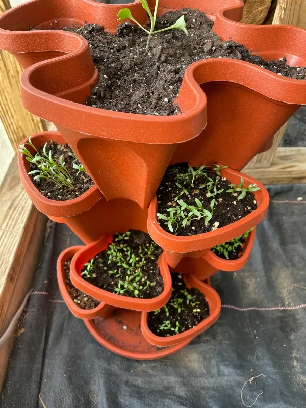 seedlings-cilantro.jpg