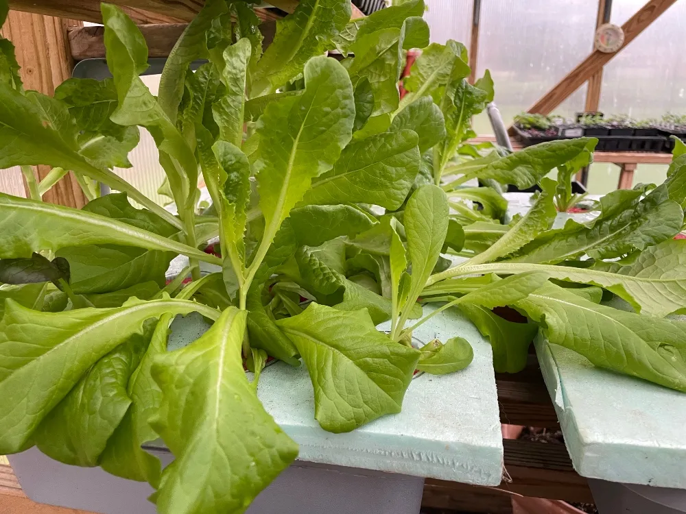 hivegarden-lettuce.jpg