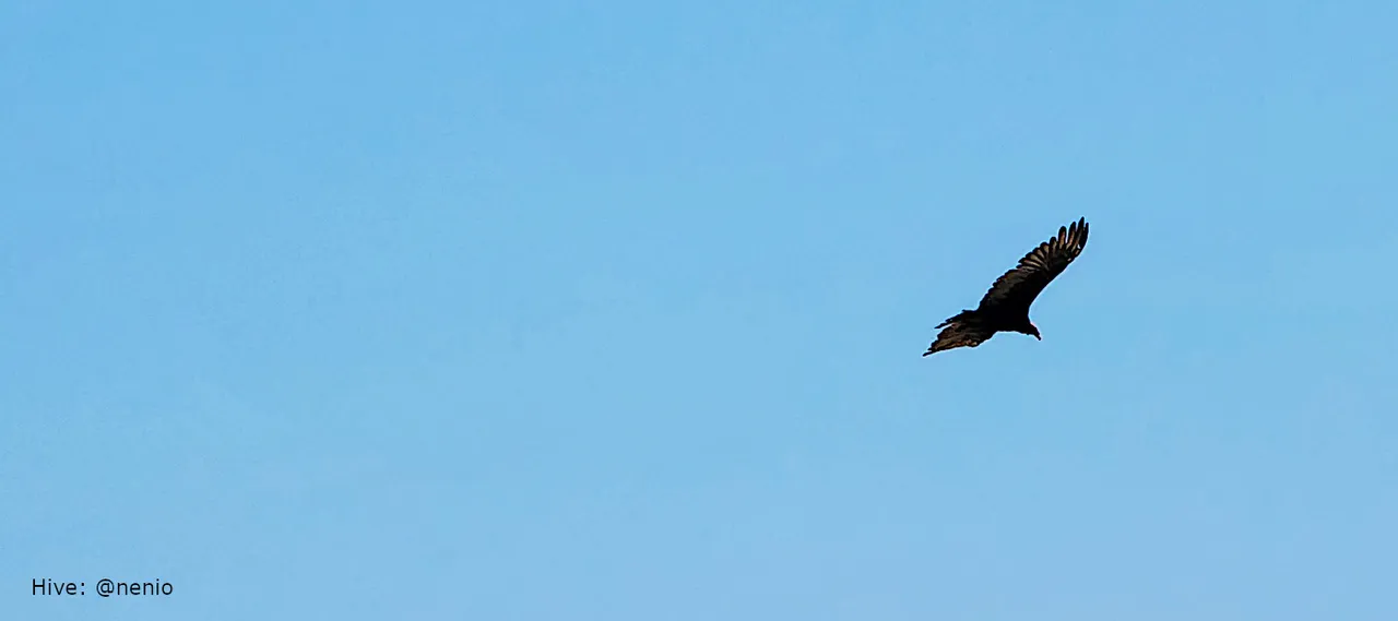 flying-vulture-004.jpg