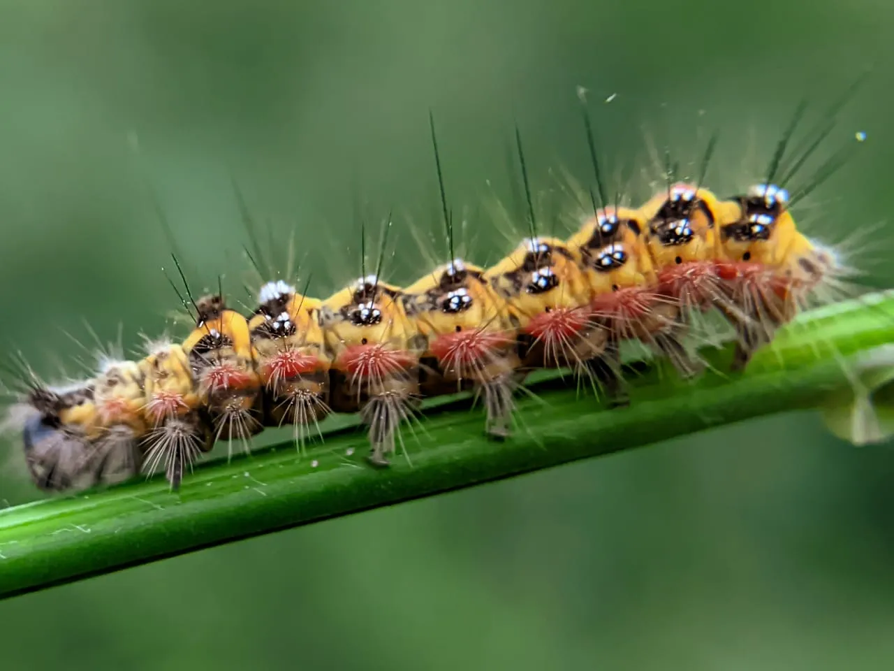 caterpillar (9).jpeg