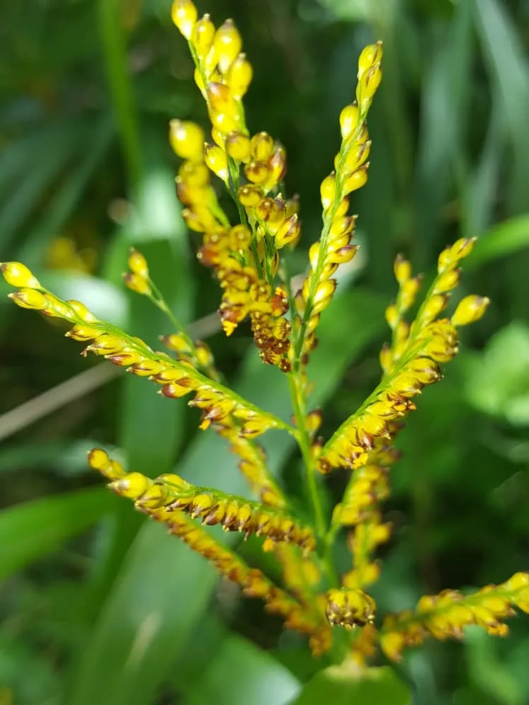 panicum amarillo.jpg