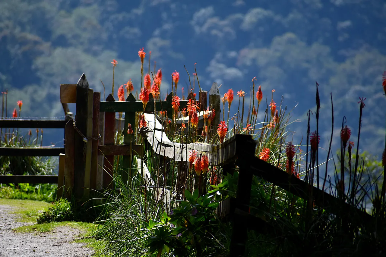 Cocora-16_resultat.jpg